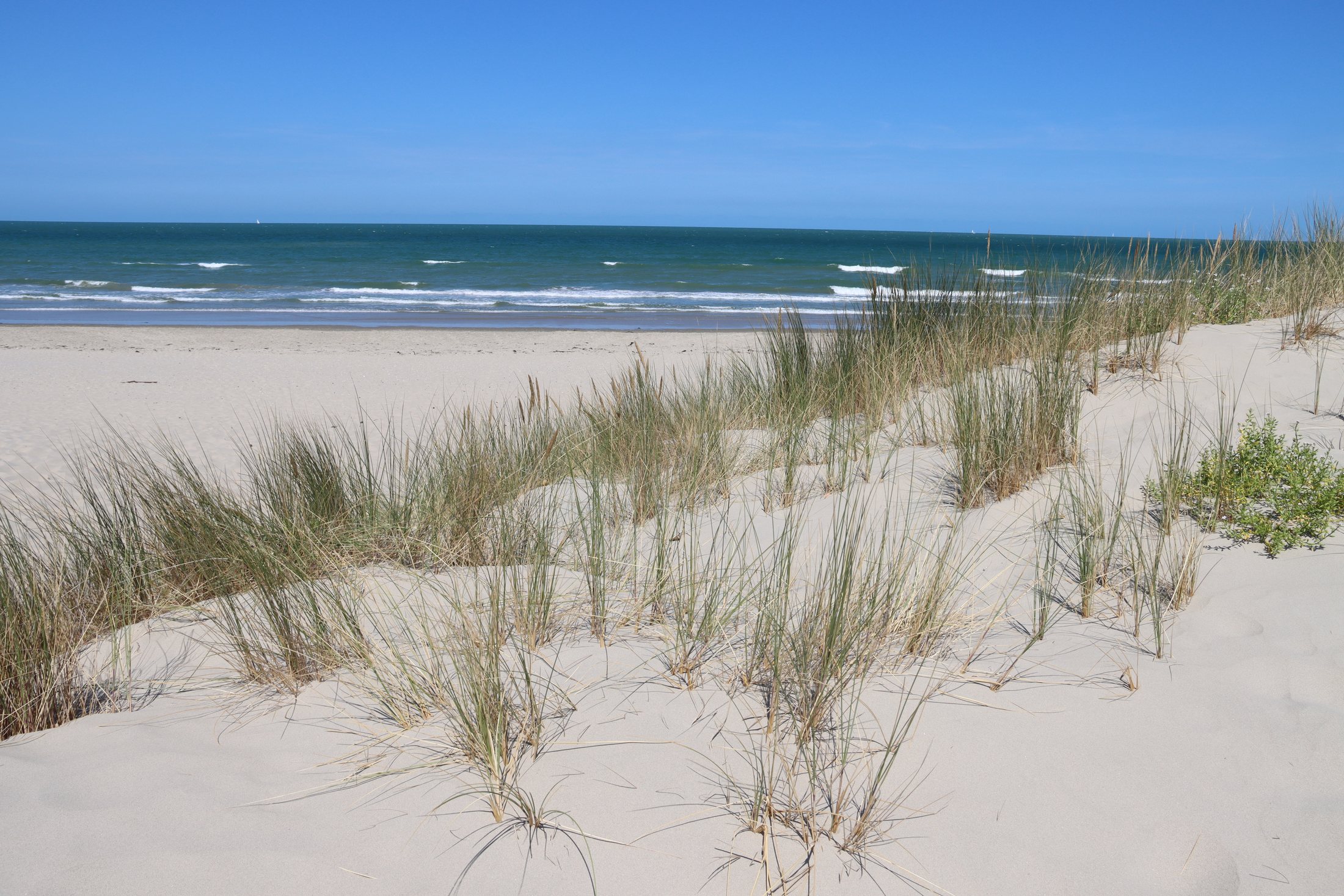 Duinen met helmgras tot aan zee in De Panne